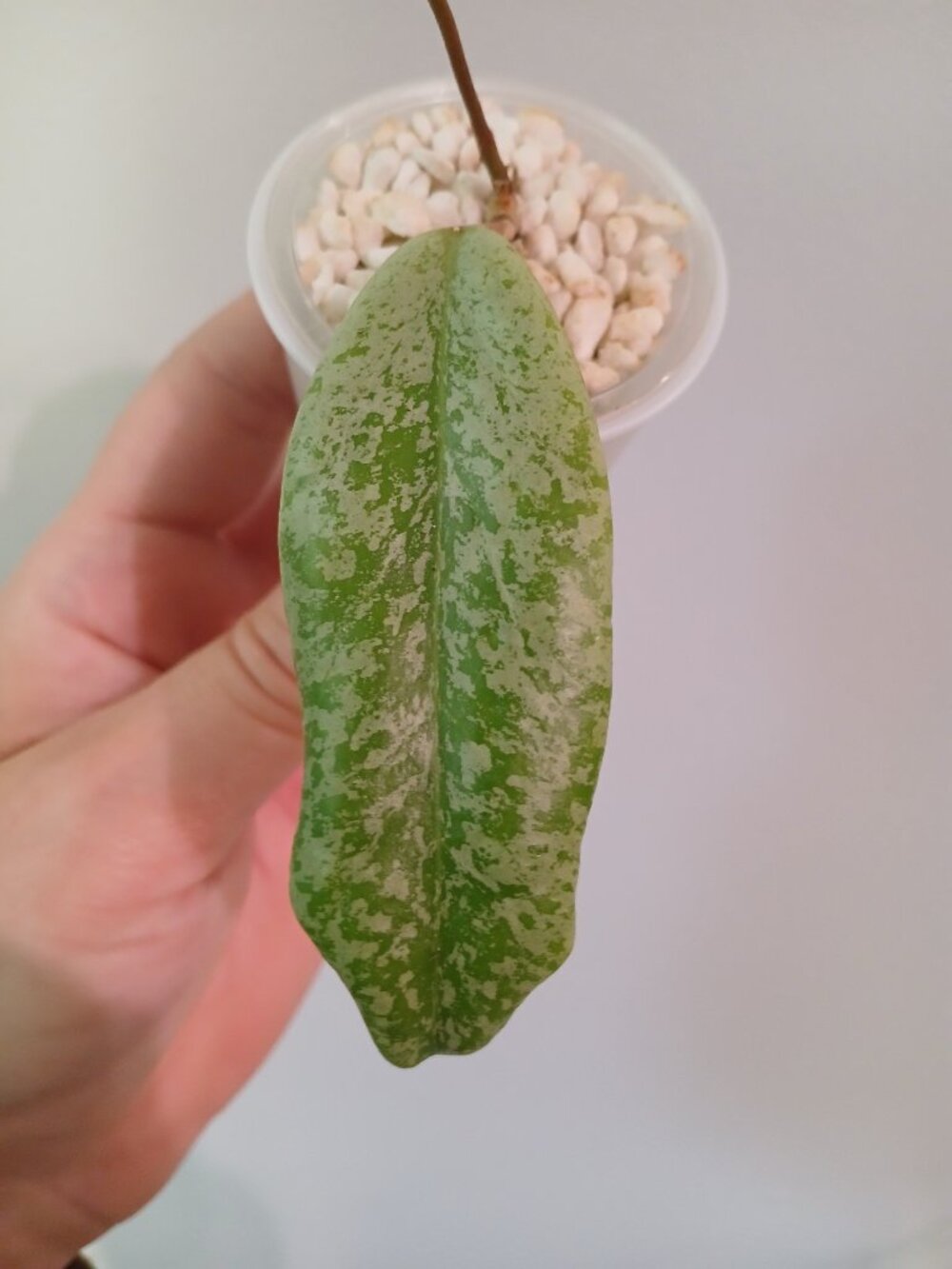 Hoya Jita